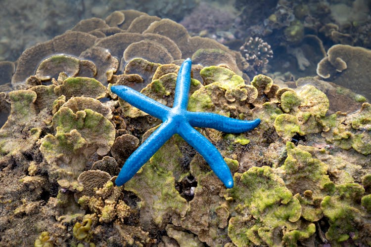 Blue Sea Star Of Coral Reef Growing Underwater Of Ocean