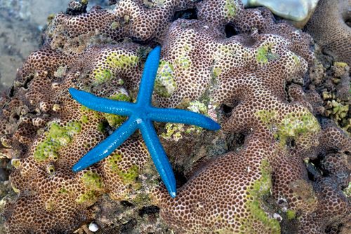 Free From above of vivid blue Linckia laevigata sea star on textured Goniastrea retiformis stone coral on Hon Yen island beach during low tide Stock Photo