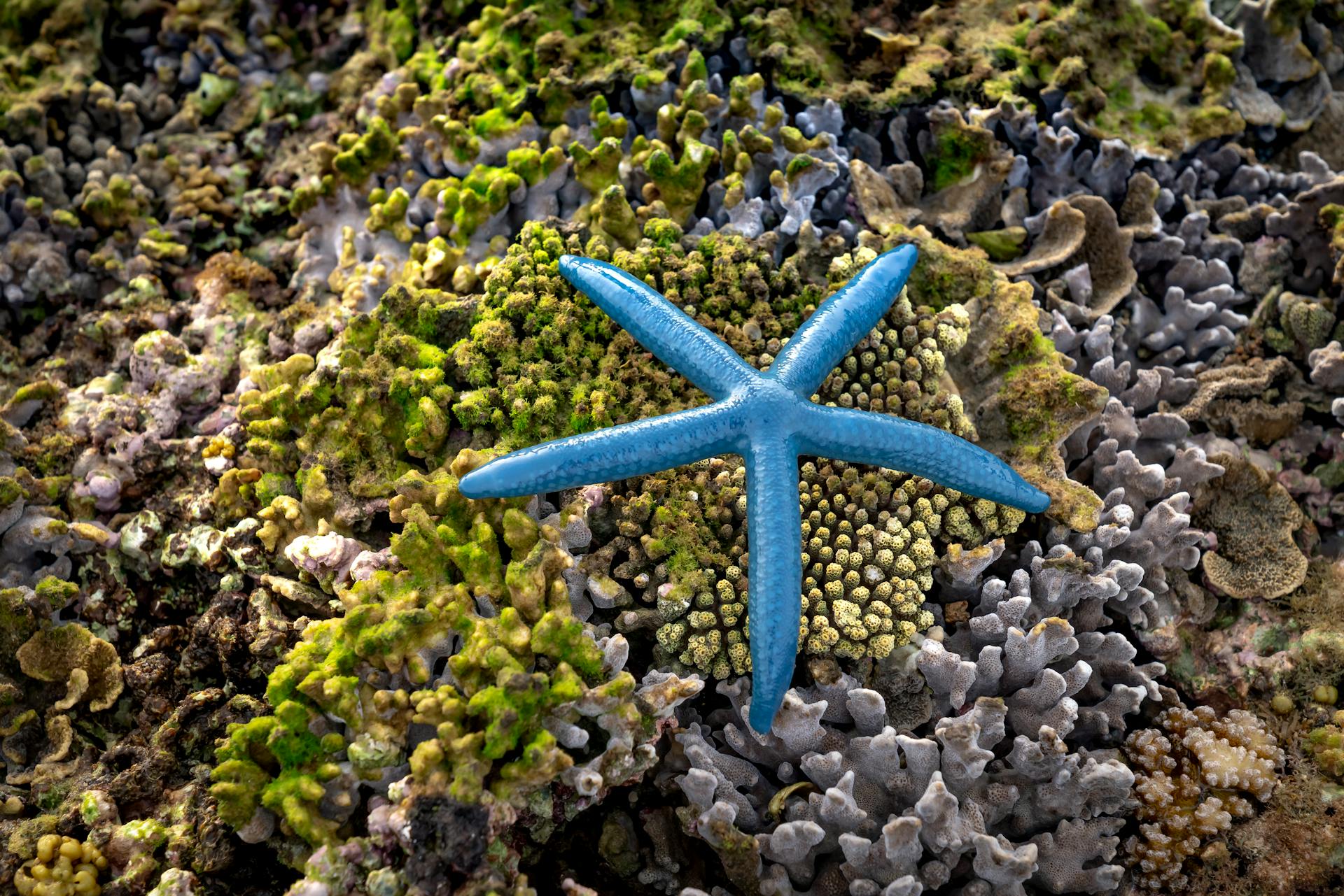 High angle of vibrant blue exotic Linckia laevigata starfish on amazing rough stony corals growing on seashore during low tide