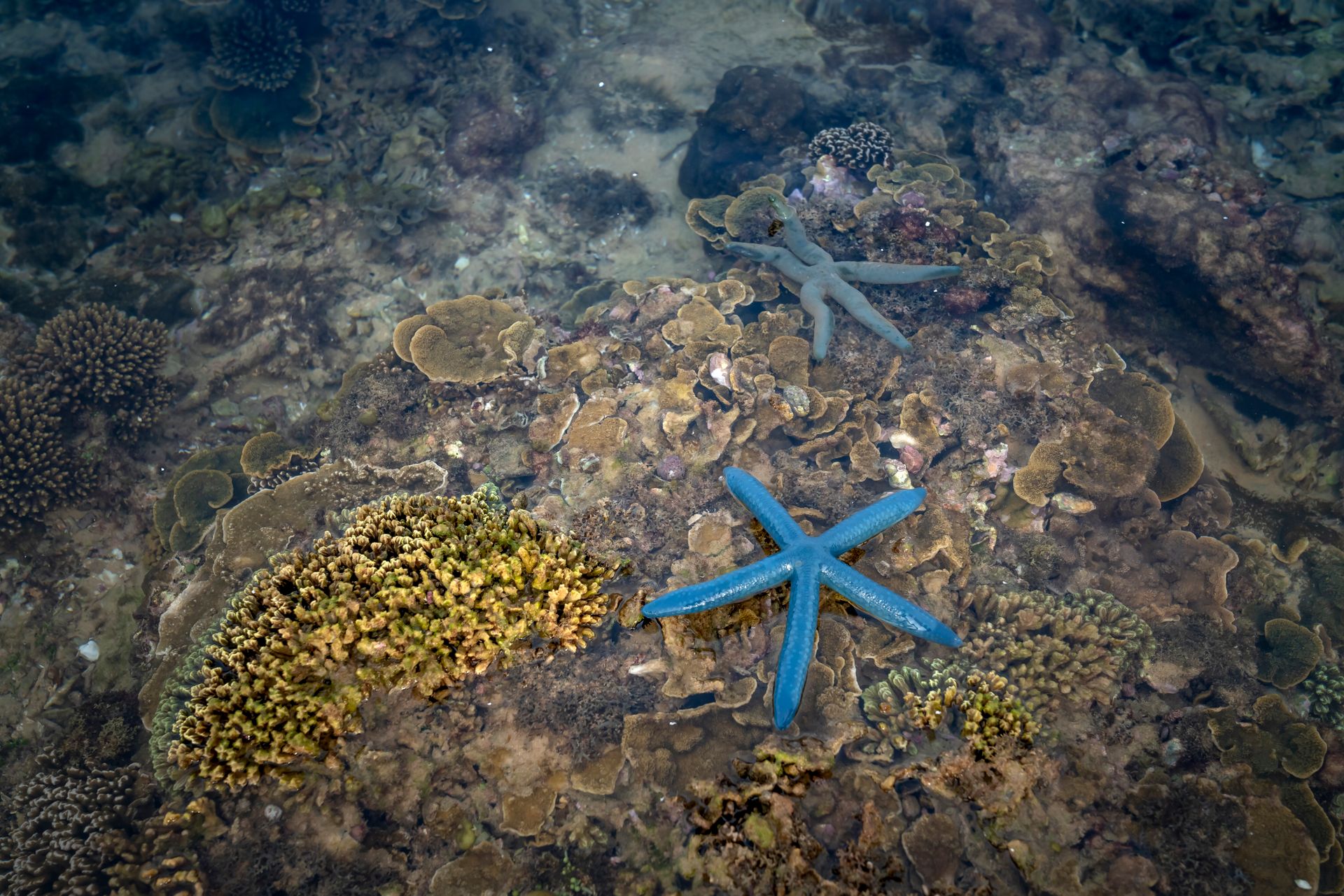 Underwater at Shark Point
