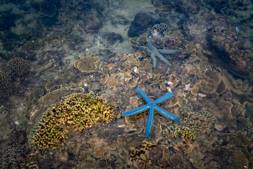 Free From above of blue starfish on reef with various Acropora corals growing underwater of shallow ocean in daylight Stock Photo