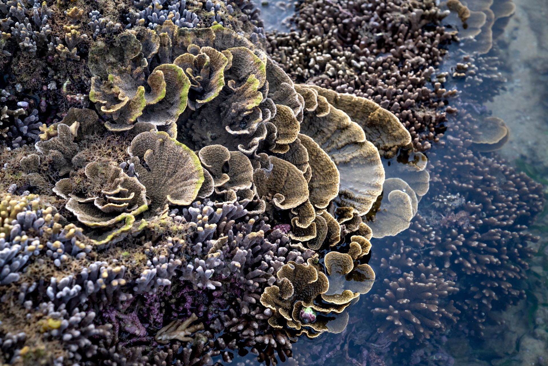 Underwater at Banana Beach Wall