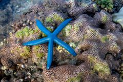 North Reef