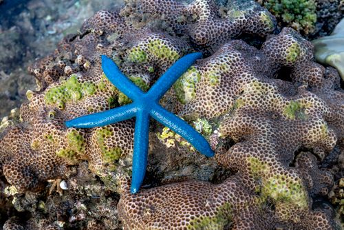 Free High angle of bright blue Linckia laevigata sea star on massive textured Goniastrea retiformis coral on ocean beach Stock Photo