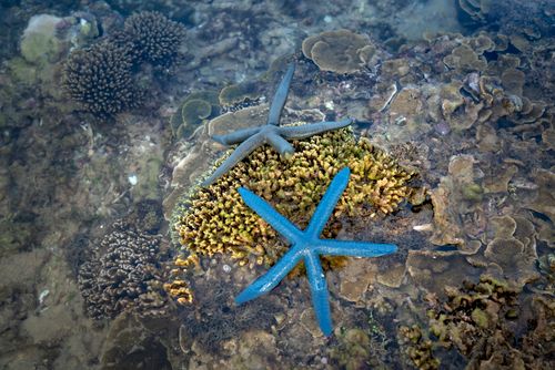 Free High angle of Linckia laevigata sea stars amidst textured Acropora and colonial yellow scroll corals growing undersea Stock Photo