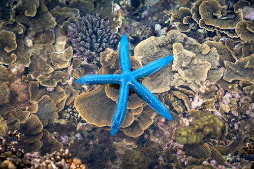 Linckia laevigata starfish in yellow scroll corals undersea