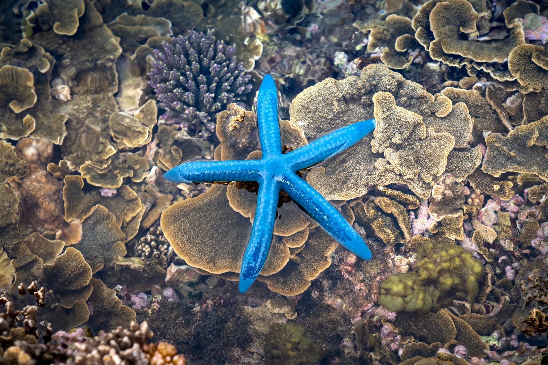 Underwater at Pulau Tanimbar Kei Gardens