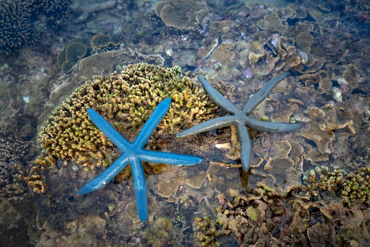 Different Starfish On Stone Corals Growing Underwater Of Ocean