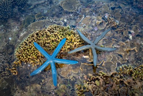 Free High angle of bright and light blue Linckia laevigata sea stars on picturesque undersea coral reef Stock Photo