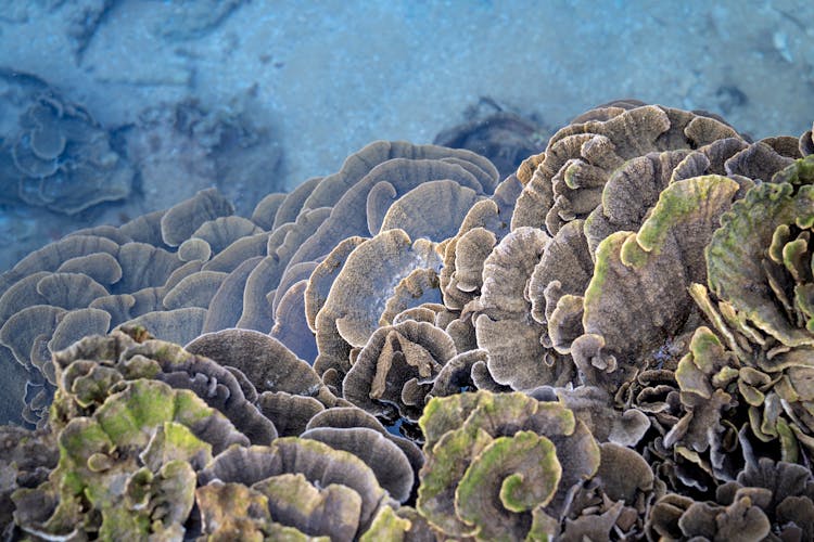 Huge Colonial Corals Growing Underwater Of Ocean In Sunlight