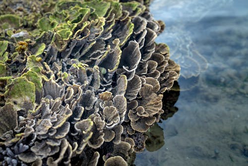 Free High angle of curvy textured colonial yellow scroll coral growing on seashore near shallow water during low tide Stock Photo