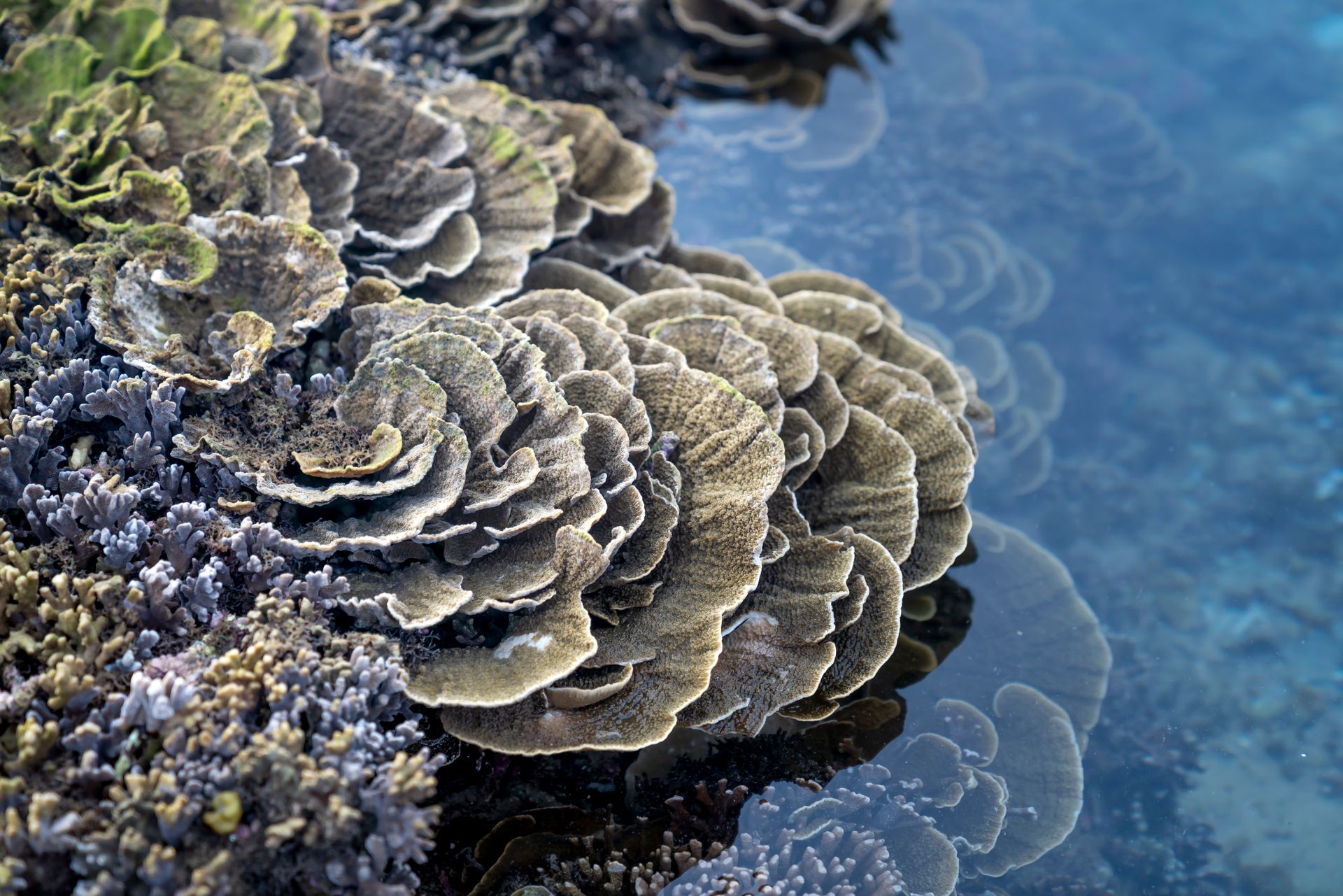 Underwater at Anau Coral Garden