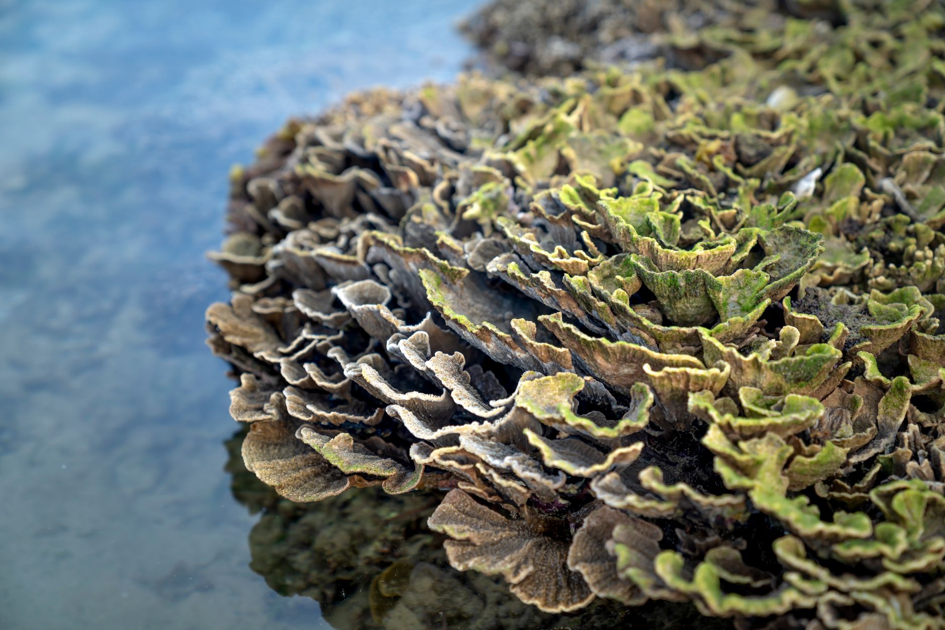 High angle of Turbinaria reniformis colonial stony coral reef on sea shore near shallow water on sunny day