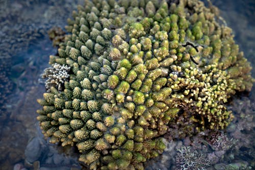 açık hava, acropora, bulanıklık içeren Ücretsiz stok fotoğraf