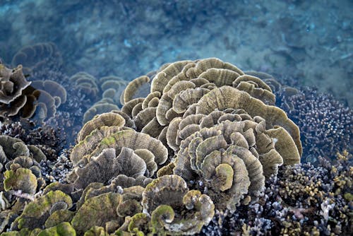 Free Amazing reef with various colonial stone corals growing in sea water during low tide in Hon Yen island Stock Photo