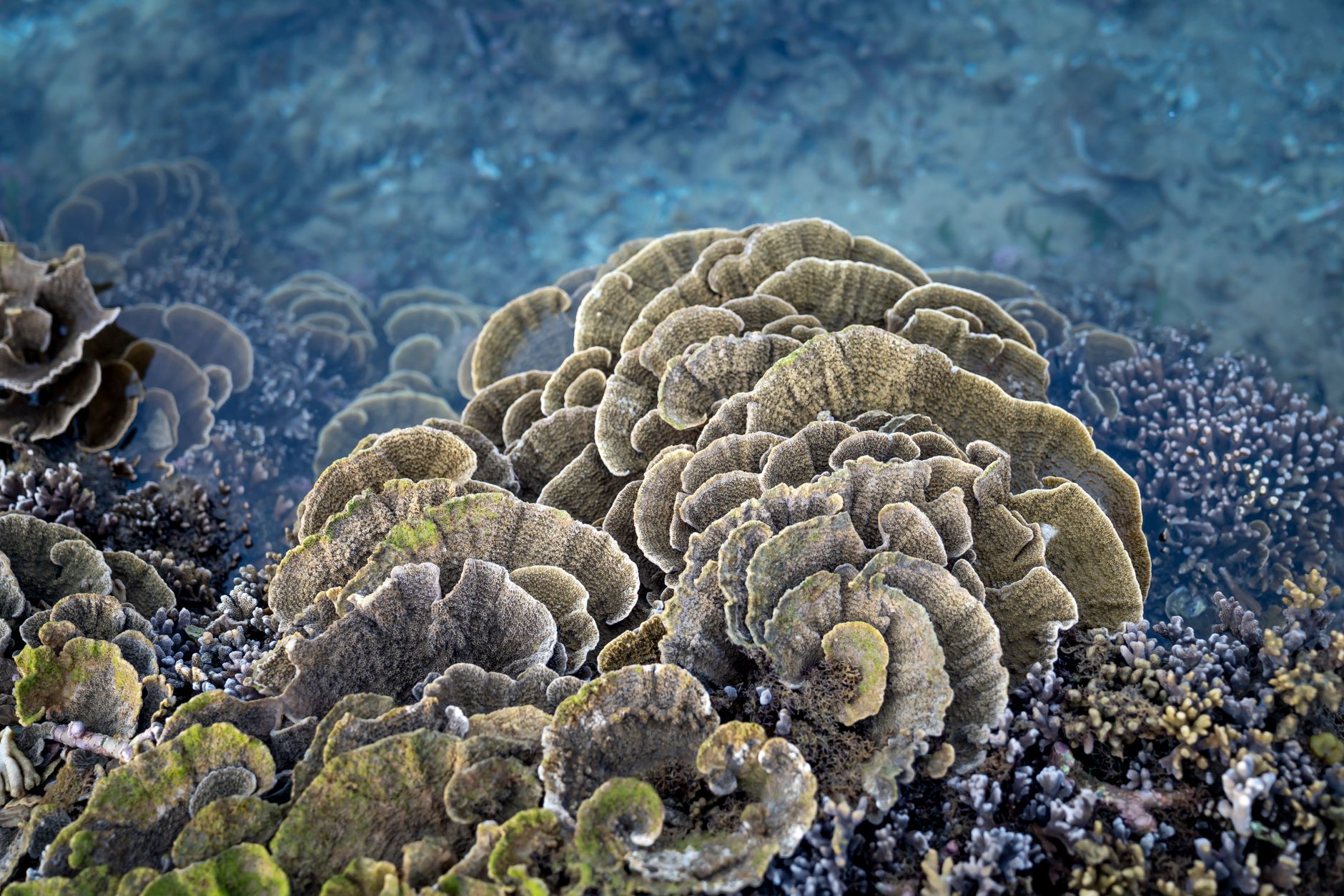 Amazing reef with various colonial stone corals growing in sea water during low tide in Hon Yen island