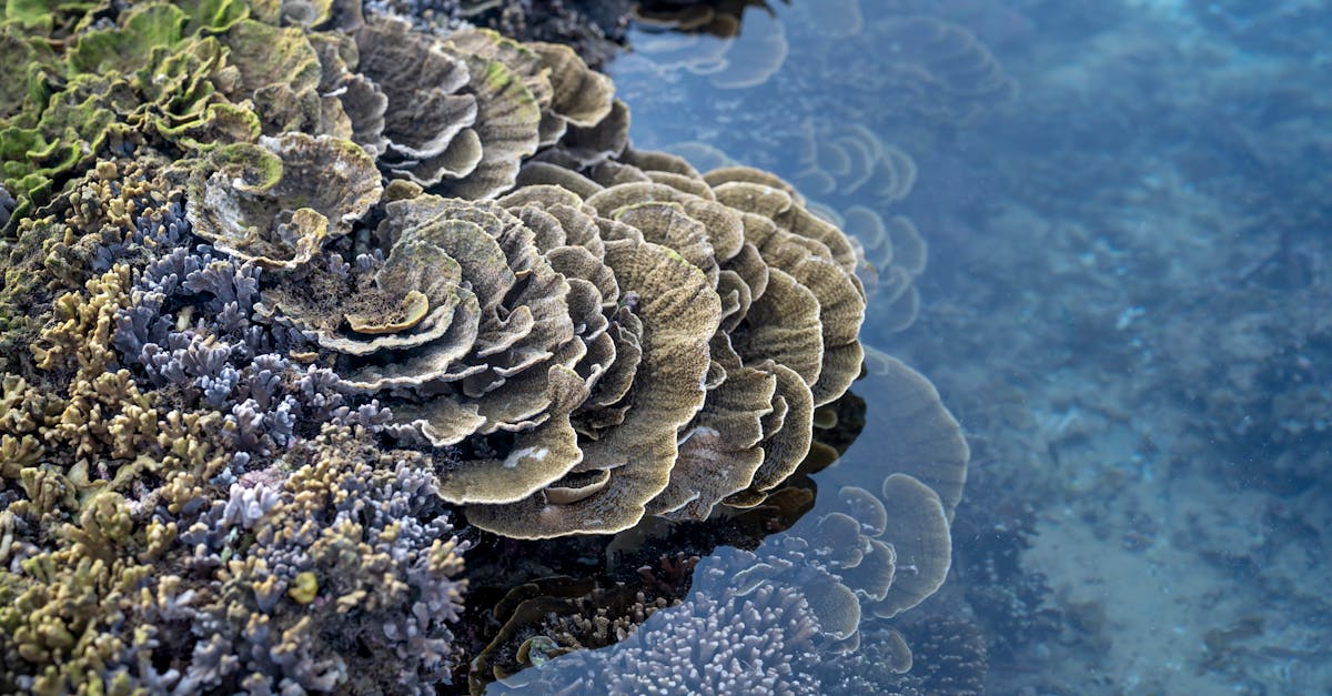 日元贬值与日本股市波动分析:目标日经平均5万5000日元 日元贬值与日本股市波动分析:目标日经平均5万5000日元