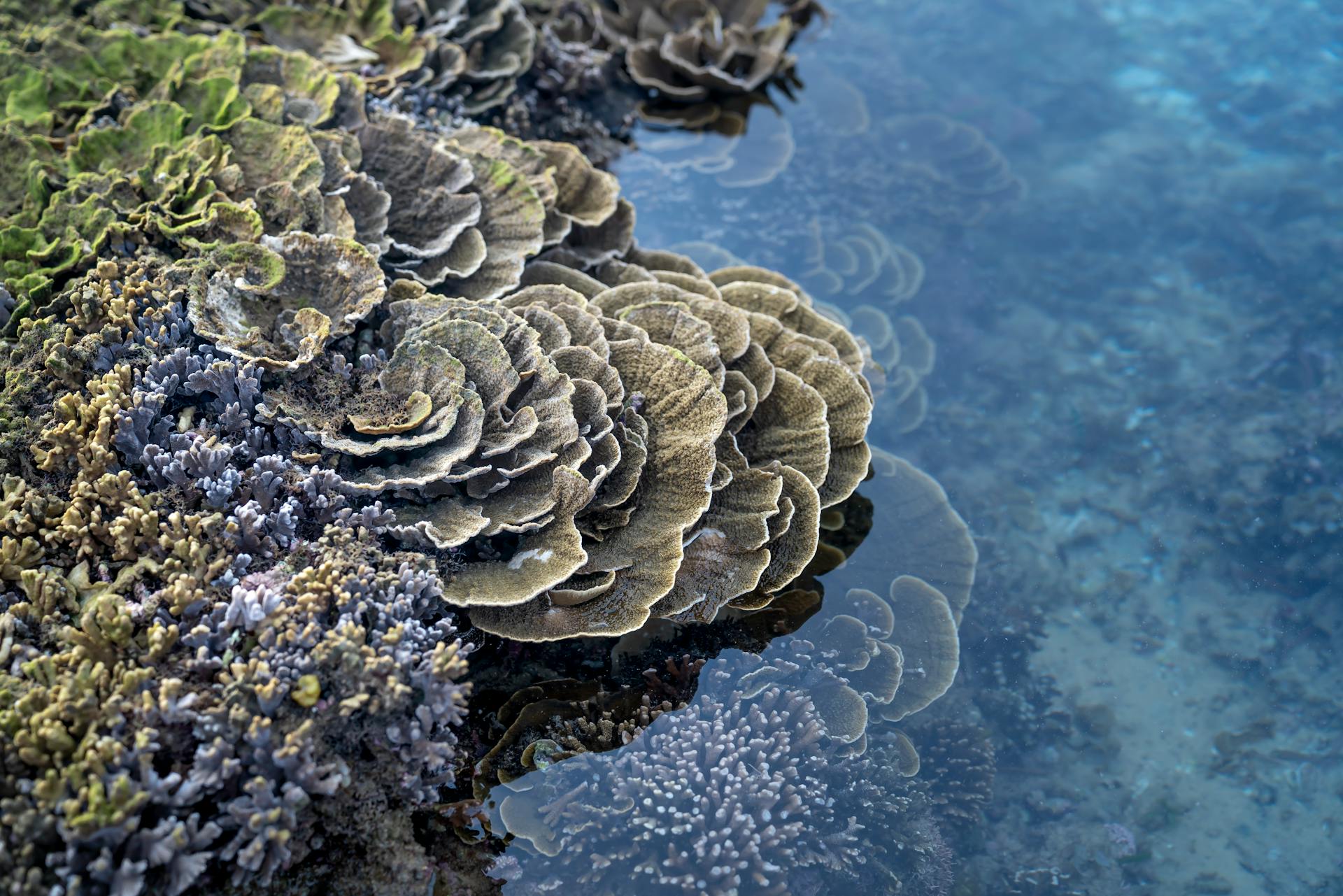 From above of various species of exotic stony corals growing in sea water during low tide