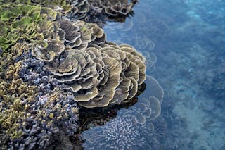 From above of various species of exotic stony corals growing in sea water during low tide