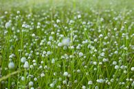Close-up of a Field Full of Tiny White Flowers 
