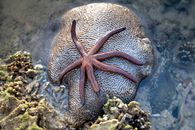 Starfish on wet stone in shallow sea