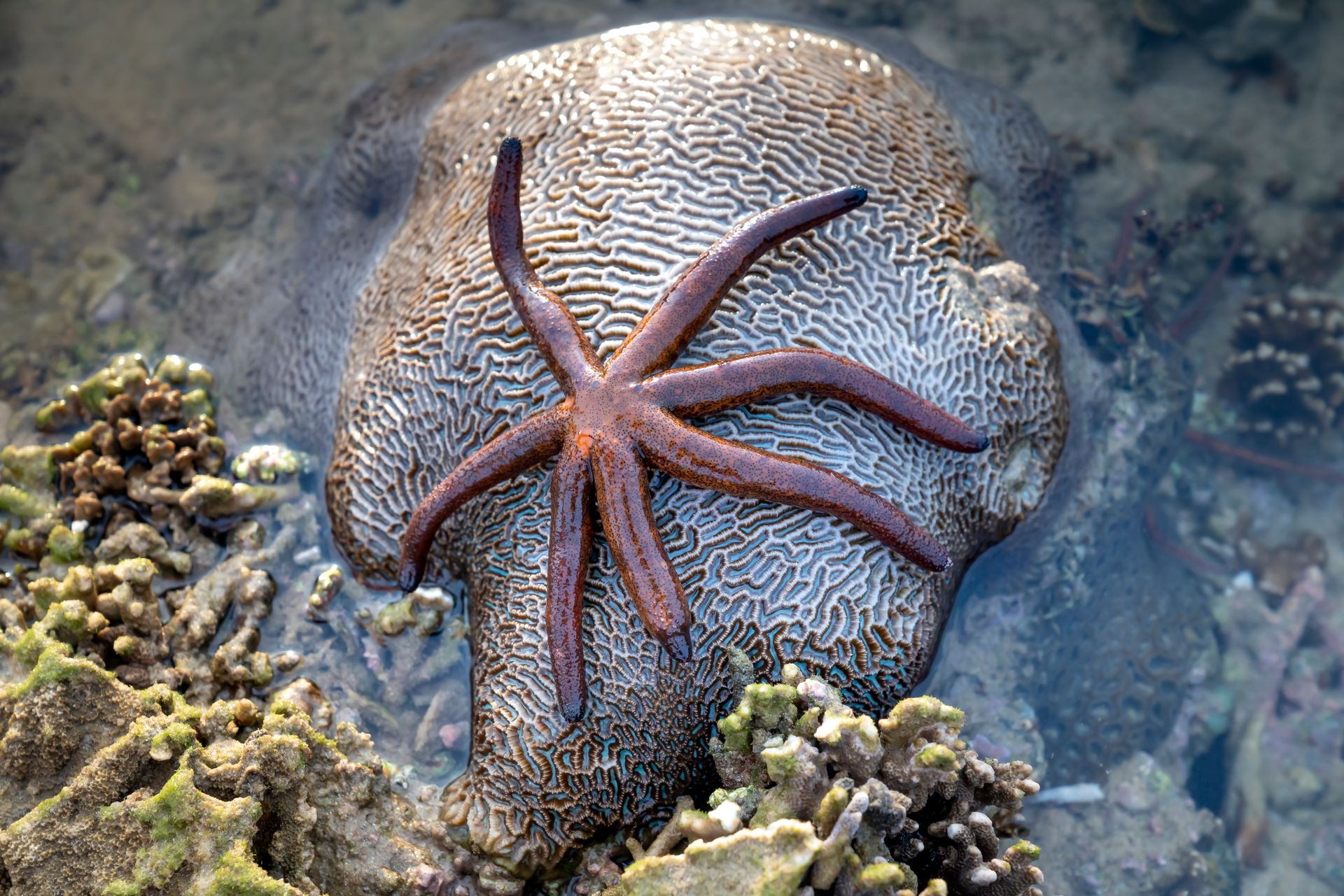 Underwater at Mantigue Island Marine Sanctuary
