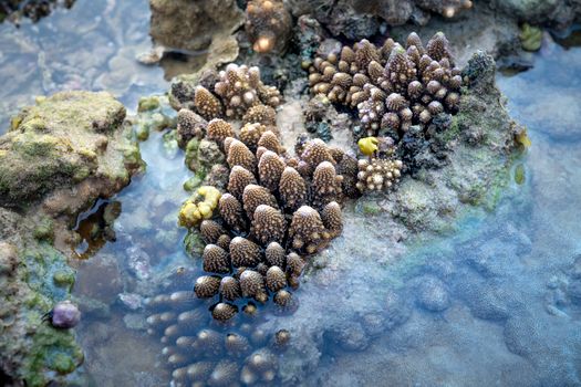 白天，平静的浅水冲刷着潮湿、色彩斑斓且形态不一的珊瑚礁