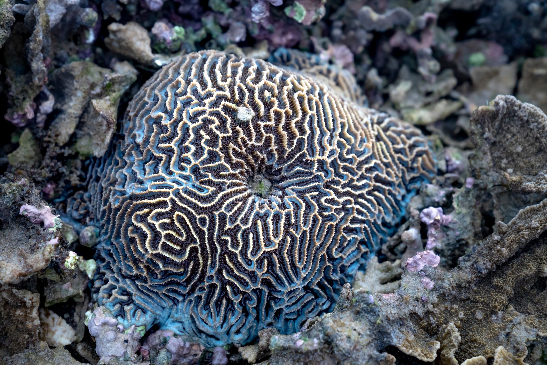 Methylene blue protocol — High angle underwater shot of spherical brain coral with grooved surface placed on stony sea bottom