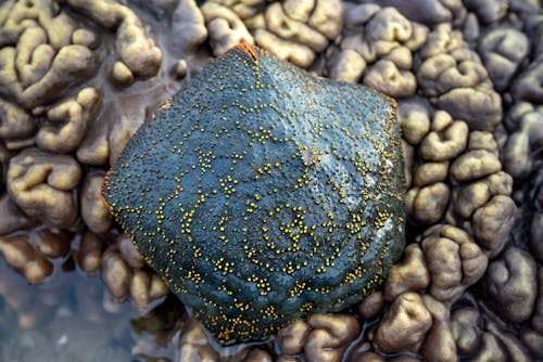 Free Top view dark coral with yellow spots located on uneven reef in shape of brain in shallow warm seawater Stock Photo