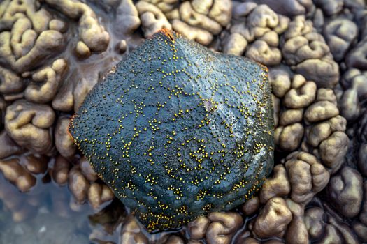 starfish photo
