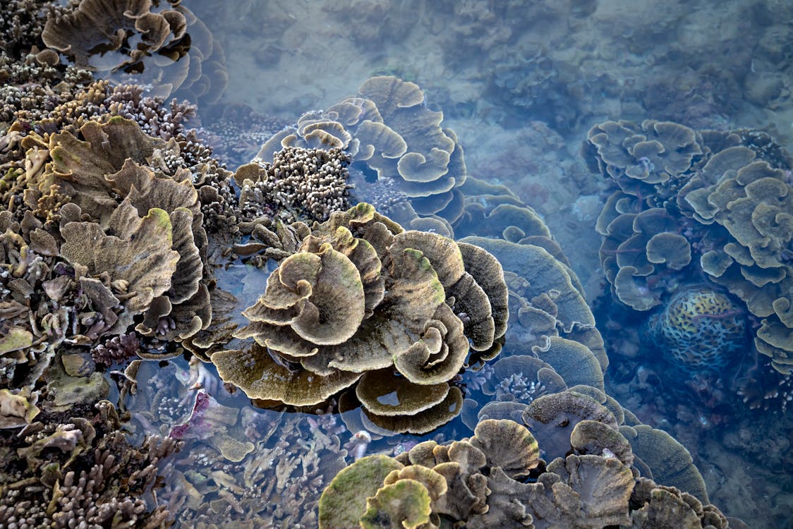 Free From above brown soft corals washed by warm shallow seawater in tropical habitat Stock Photo