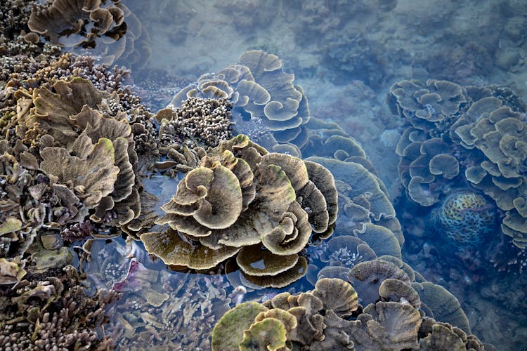 Brown Soft Corals In Shallow Seawater