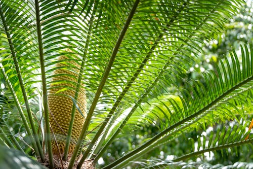 Verdant palm branches in sunny rainforest