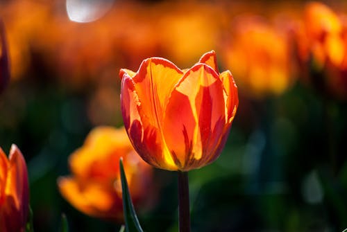 A Close-Up Shot of a Tulip Flower in Bloom