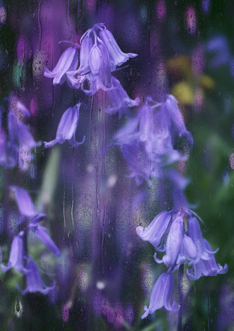 Close-up Of Common Bluebell Flowers