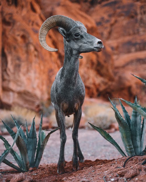 Free Gratis stockfoto met antilope, beest, bogen Stock Photo