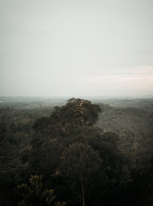 Gratis stockfoto met bomen, Bos, karakterschets