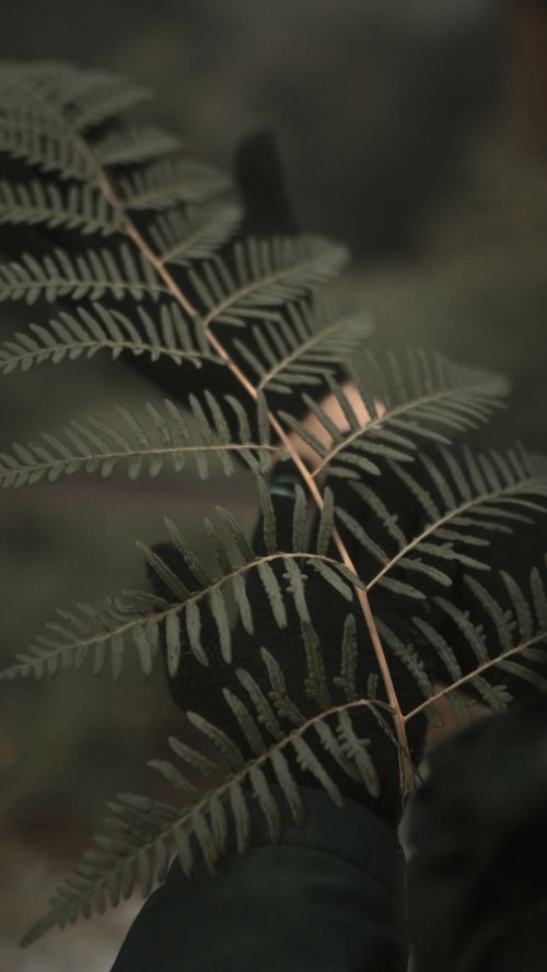 Free A moody close-up of gloved hands holding a fern leaf in a wintery, dark setting. Stock Photo