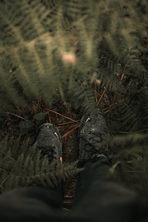 Person Standing Next to a Fern Plant 