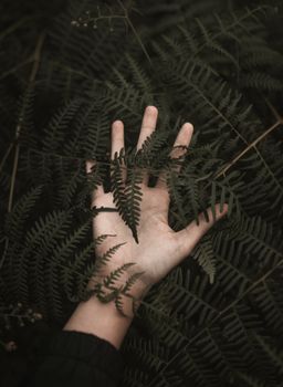 Close-up of a human hand touching lush green fern leaves, emphasizing connection with nature.
