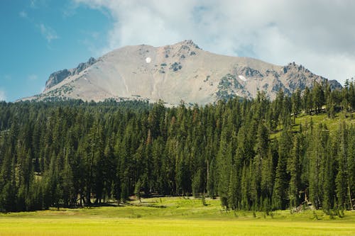 Verdant meadow and tall dark green trees on slope by tall mountain under blue sky with clouds
