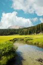 Calm transparent pond with sandy bottom surrounded with fresh green grass near coniferous forest under cloudy sky
