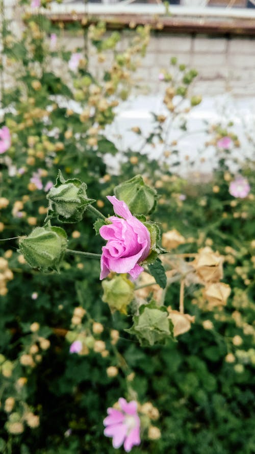 Foto d'estoc gratuïta de brots de flors, creixement, flor morada