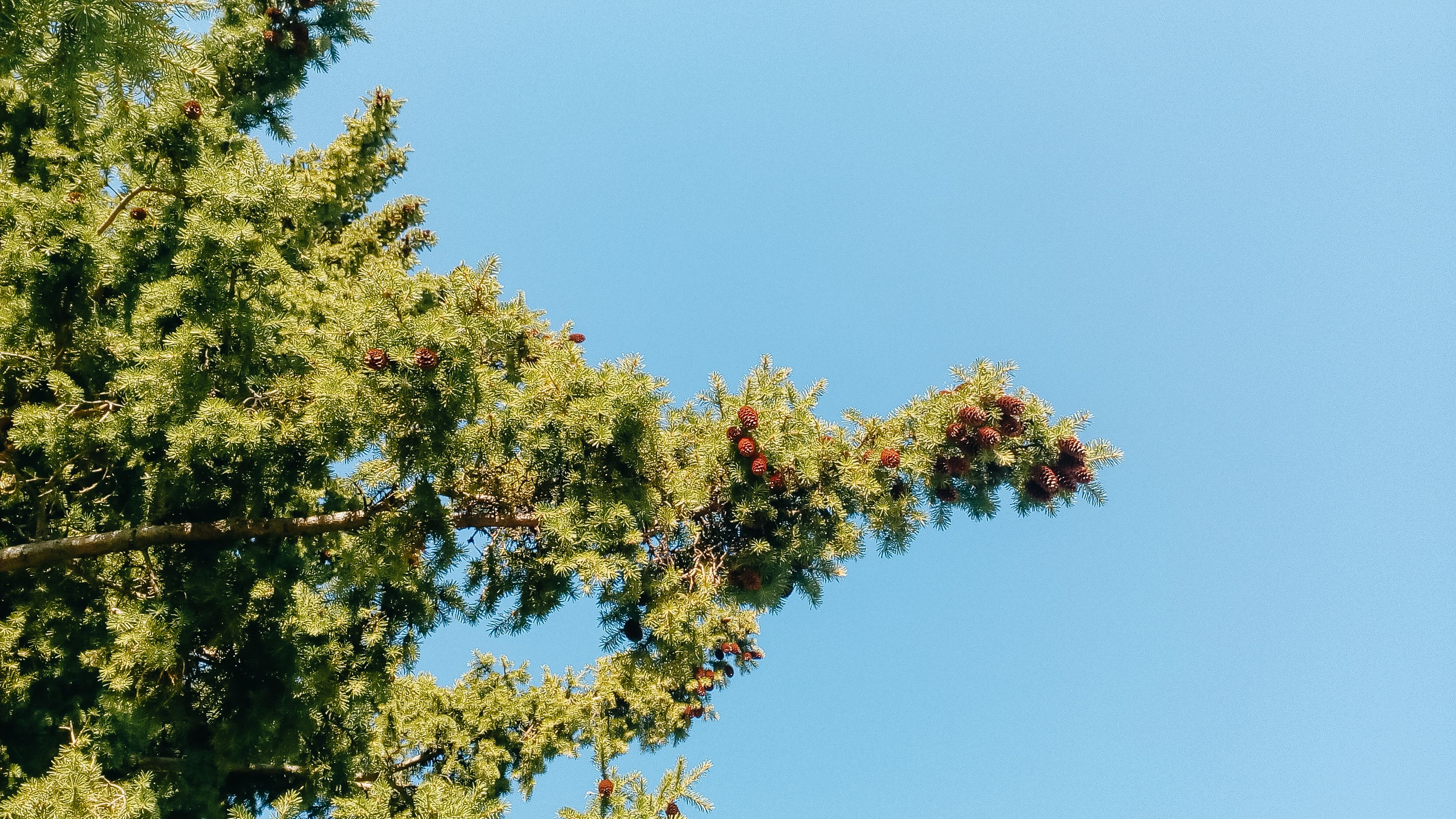 Low-Angle Shot of a Pine Tree under the Blue Sky · Free Stock Photo