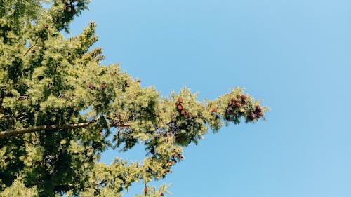 Gratis Immagine gratuita di albero verde, cielo azzurro, inquadratura dal basso Foto a disposizione