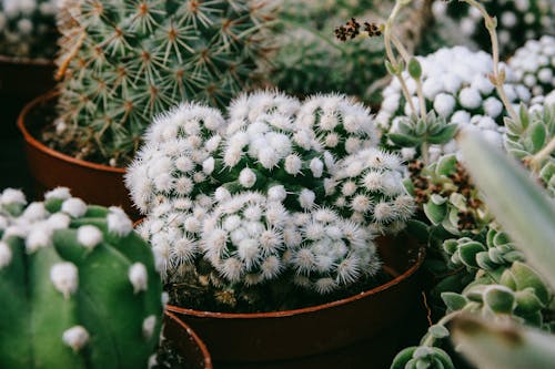 Close-up View of Cactus in Pot