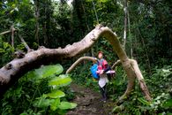 Trekker exploring green rainforest from pathway in summer