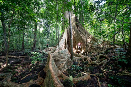 Tourists exploring green forest with big tree
