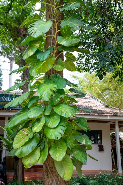 Exotic creeping plant growing on tree trunk against building in green tropical forest