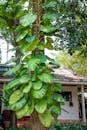 Exotic creeping plant growing on tree trunk against building in green tropical forest